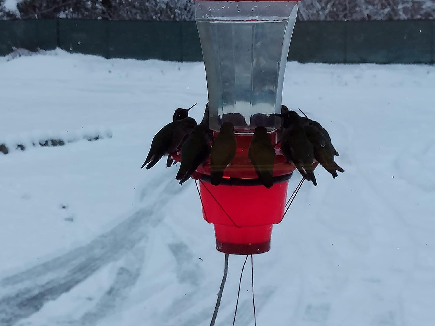 Backyard Bird Centre Hearth Hummingbird Feeder Heater, Made in The U.S.A. (Feeder Not Included), No Tariff