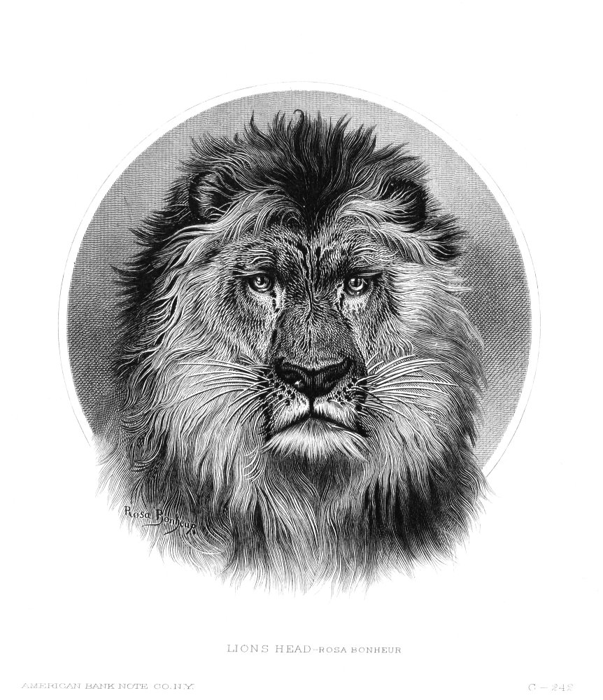 Lion. /Nlion'S Head. American Steel Banknote Engraving, C1870, After Rosa Bonheur. Poster Print by (24 x 36)