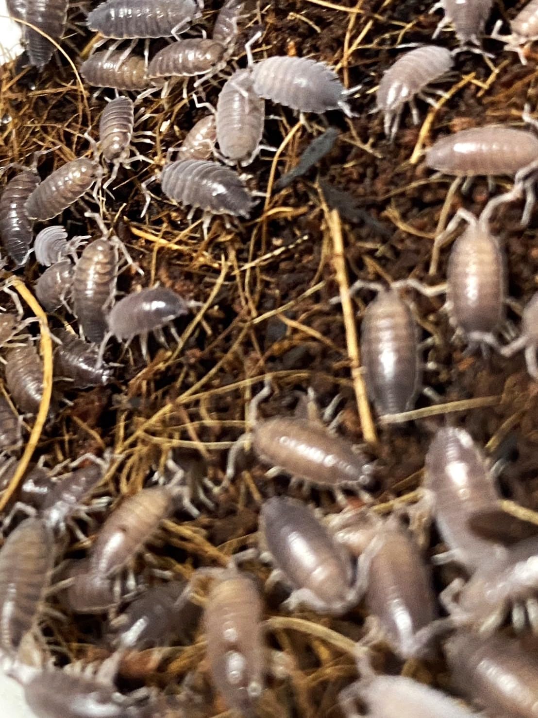 Amazon | ホソワラジムシ 1カップ 約50匹 ワラジムシ 爬虫類 両生類