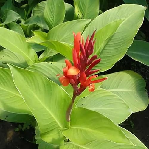 CHUXAY GARDEN Canna Edulis Seed - 15 semillas de arrurruz comestible raíz ornamental planta con flores hace un gran cultivo alimentario
