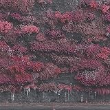 イーヴン・イン・アーケイディア (特典なし)