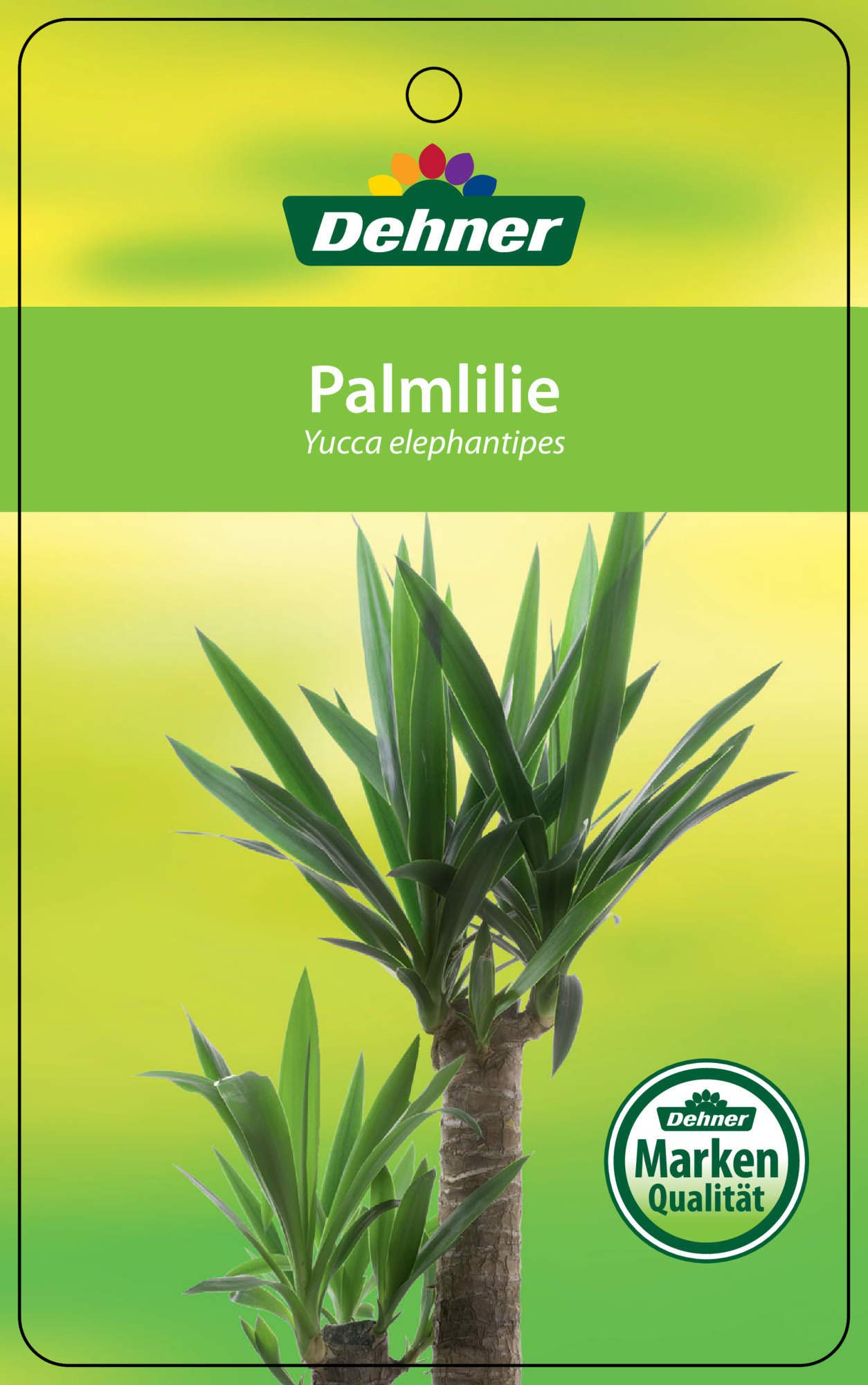 Dehner Yucca-Palme, mehrtriebig, ca. 90-100 cm, Ø Topf 26 cm