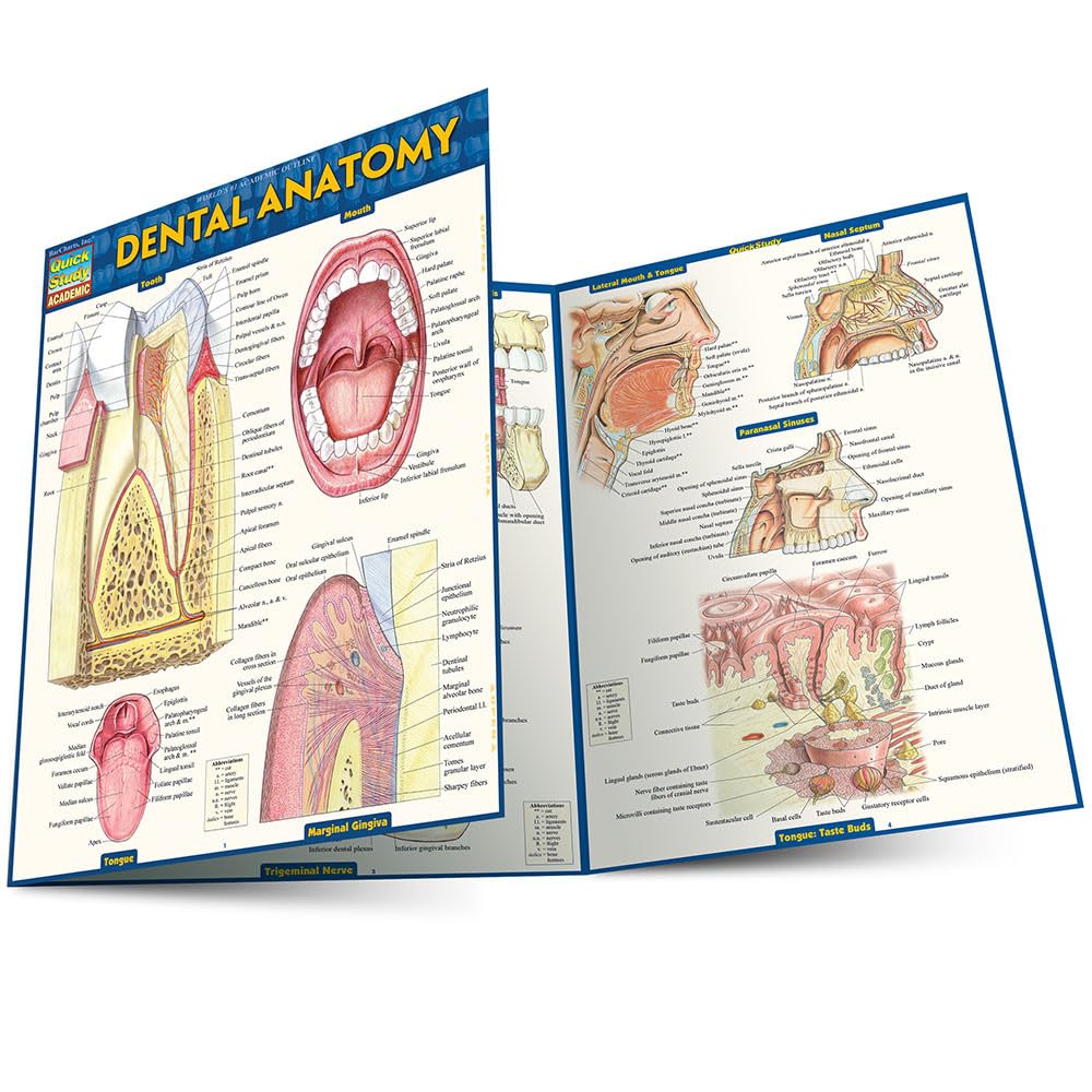 Dental Anatomy: a QuickStudy Laminated Study Guide (QuickStudy Academic)