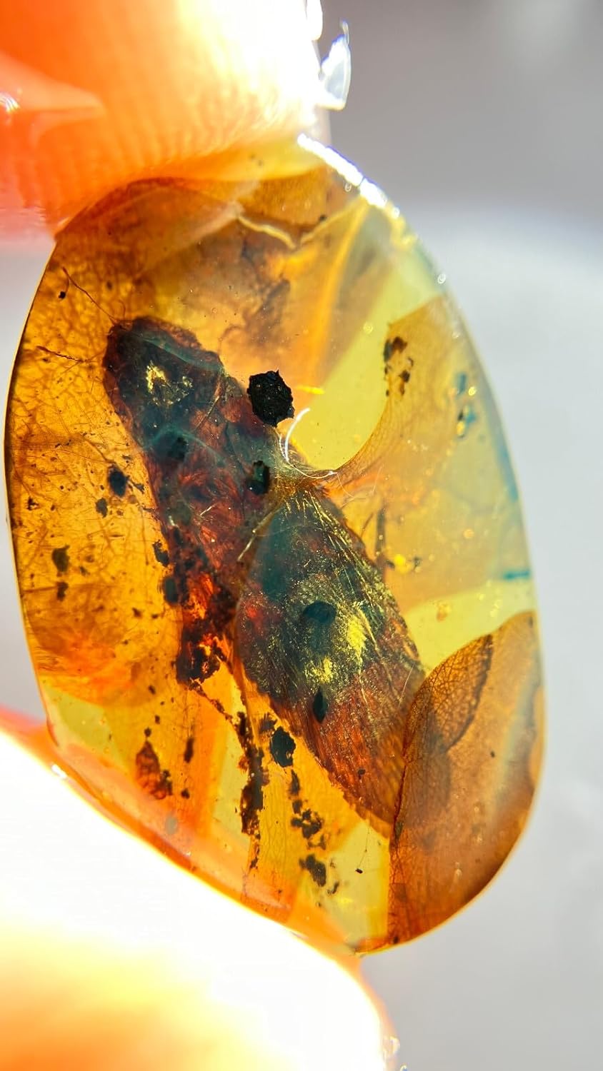 Burmese burmite Cretaceous Big Cockroach Insect Fossil Amber Myanmar