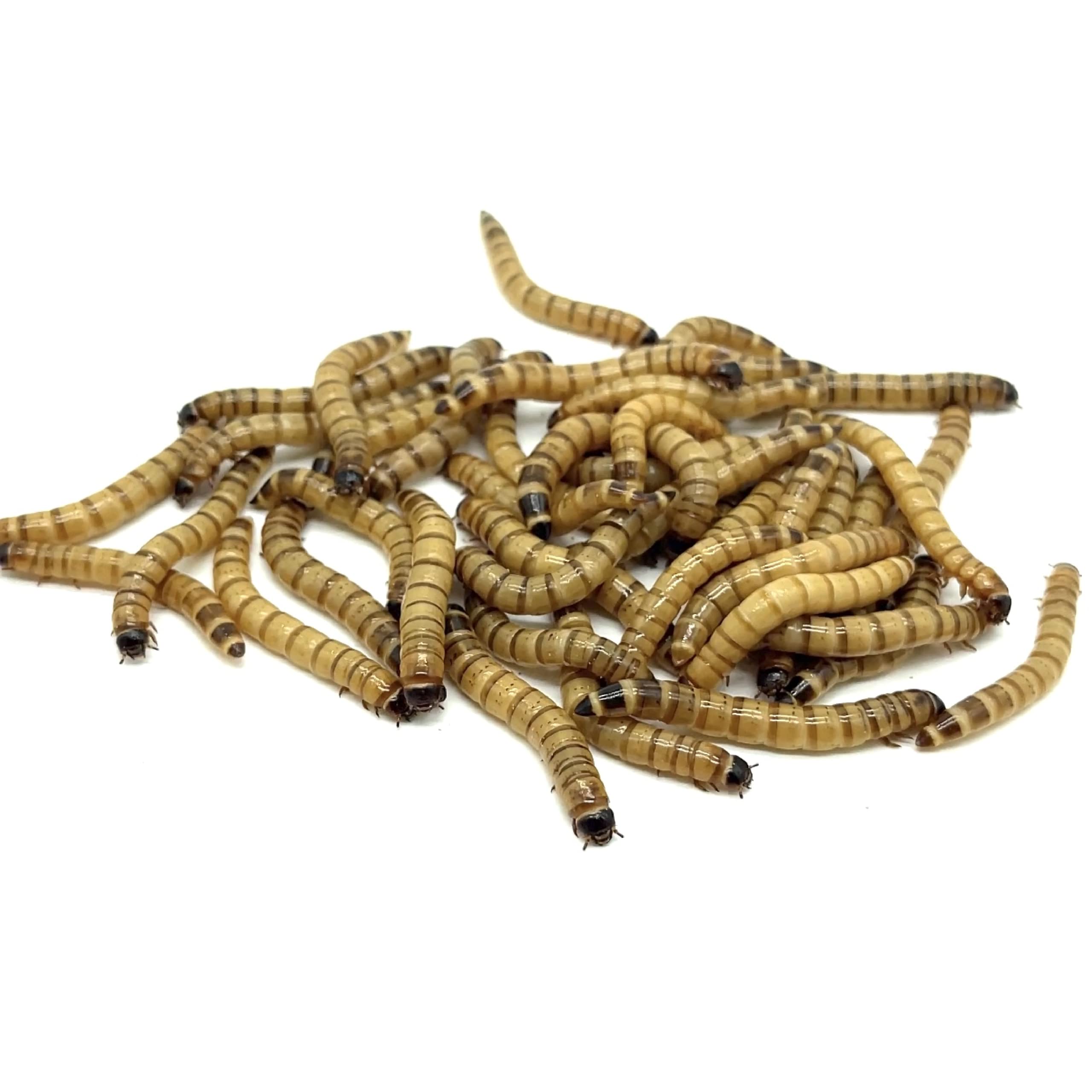 SUPERWORM CO - Live Superworms - 500 Large - Live Arrival Guaranteed