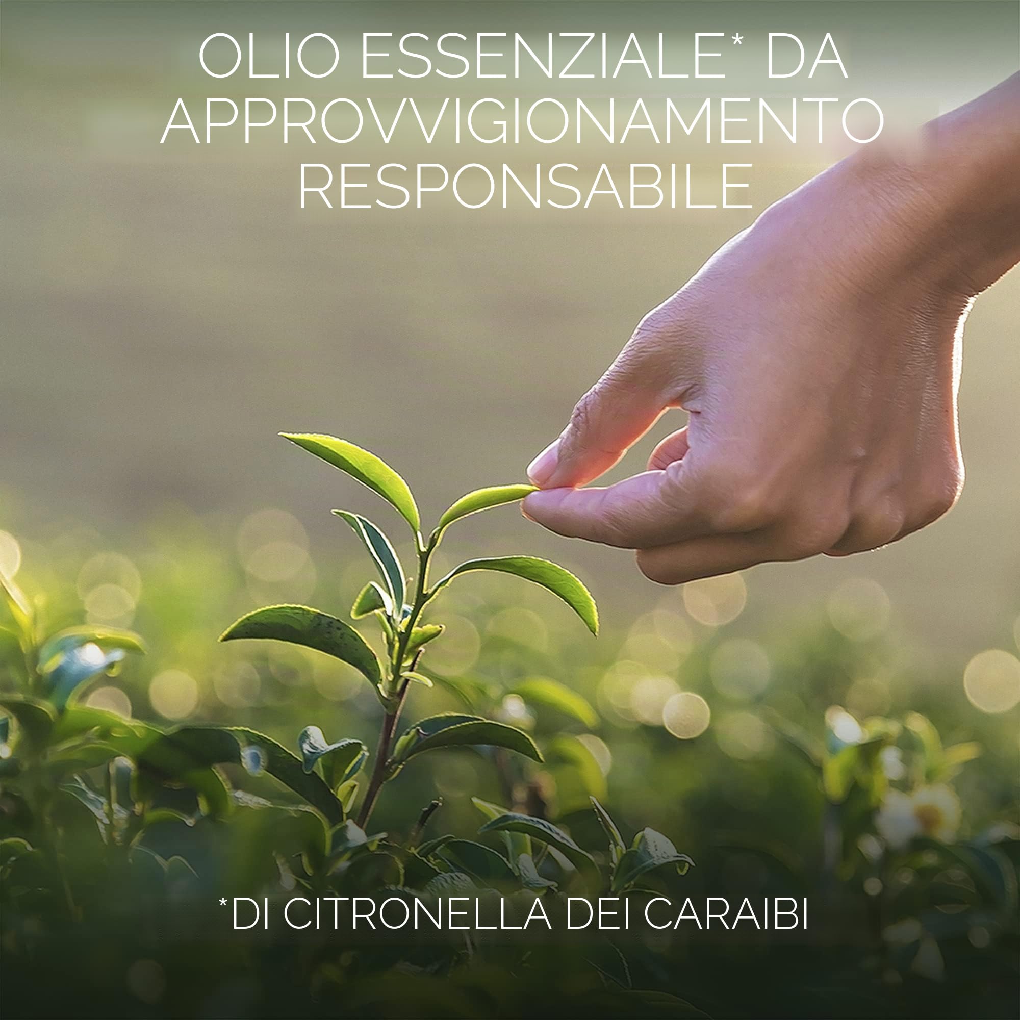 Botanica by Air Wick 6 candele profumate in barattolo – fino a 40 ore per candela – Fragranza: erba dolce e legno di sandalo – Prodotto in modo sostenibile con ingredienti naturali – 6 x 205 g candela