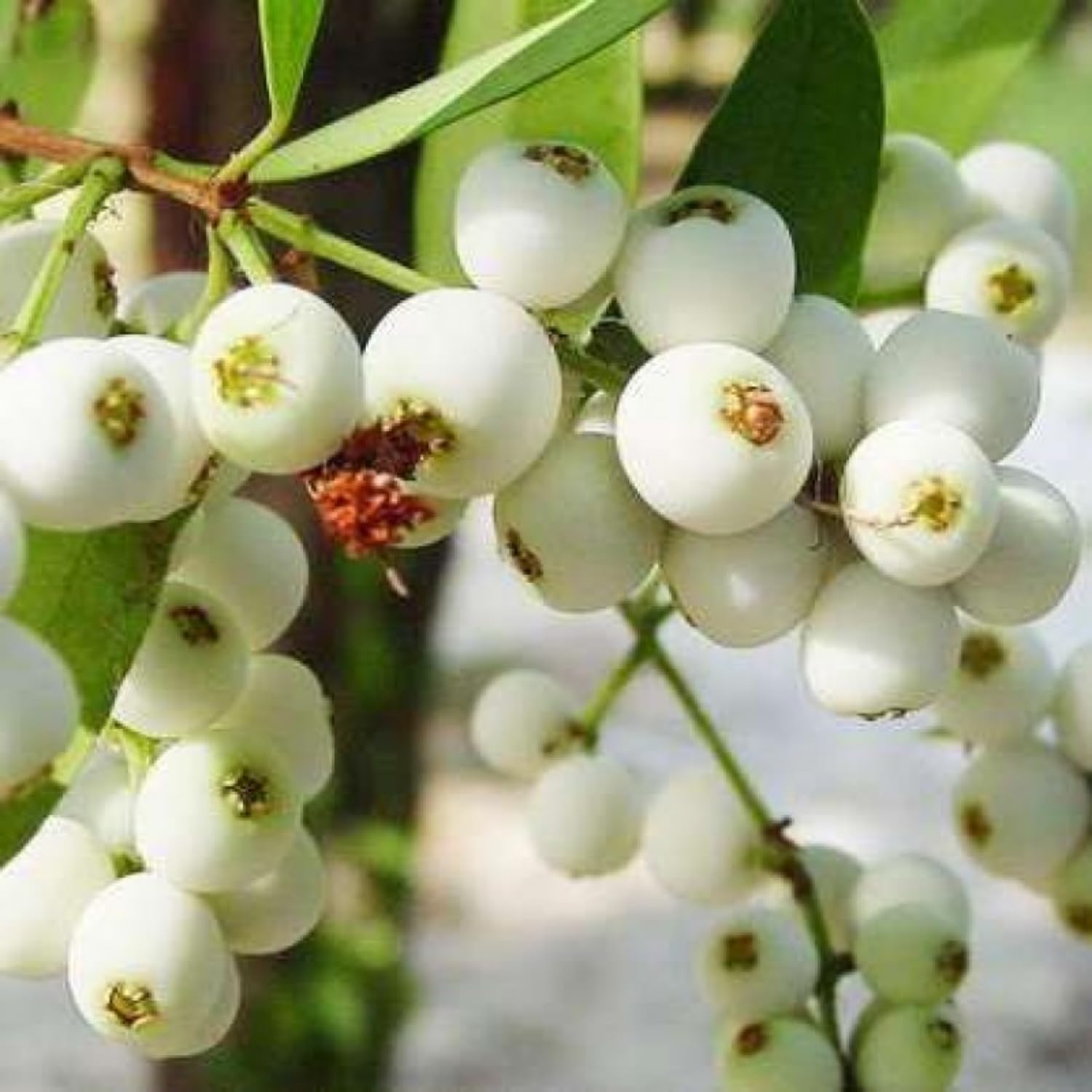Hug A Plant | Poocha Pazham/Cat fruit (Syzygium zeylanicum) Fruit/Flowering/Live Plant (Home & Garden)