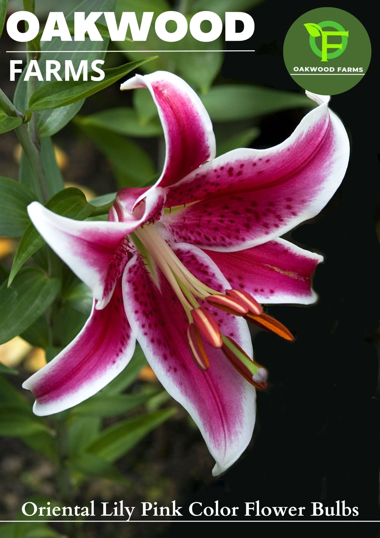 Lily♡】 ZX- Lily Flowering 2 bulbs Fragrant Flower Plants Seeds