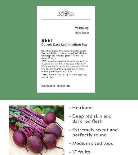 Miniatura 5 de Burpee Semillas de remolacha Chioggia 200 semillas