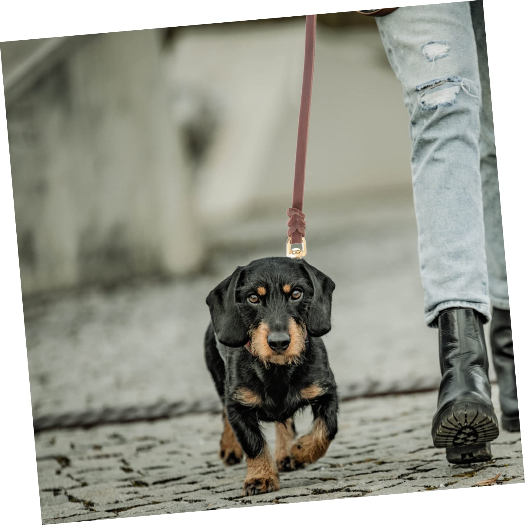 Toddmomy Correa Perro 3 Piezas Correa De Gatito Retráctil Collar De Cuerda Cachorro Cuerda De Tracción para Mascotas Correa para Perros Grandes Pasear Al Cinturón Correas Cuero