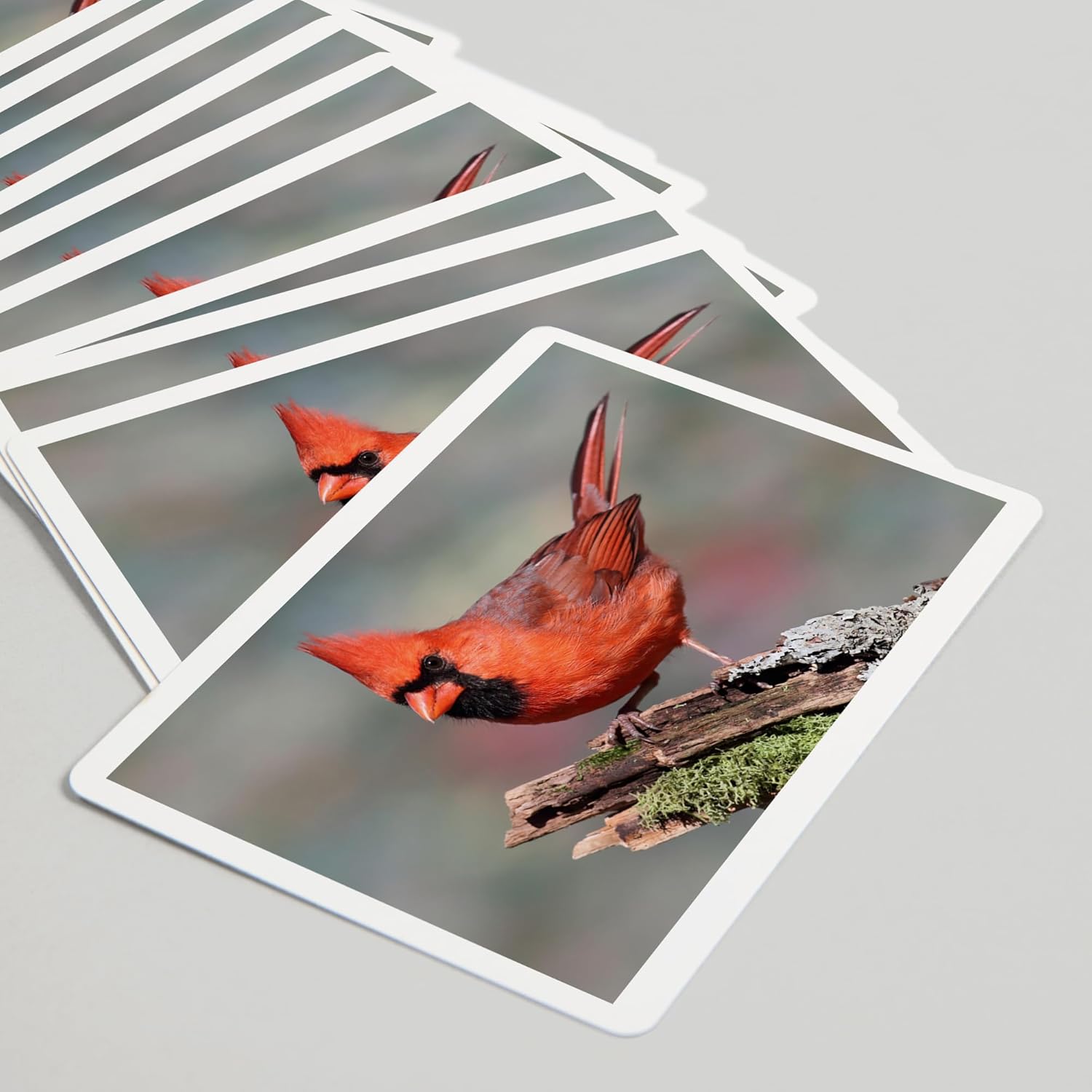 Lantern Press Cardinal, 52 Playing Cards for Adults, Poker Size Card Deck
