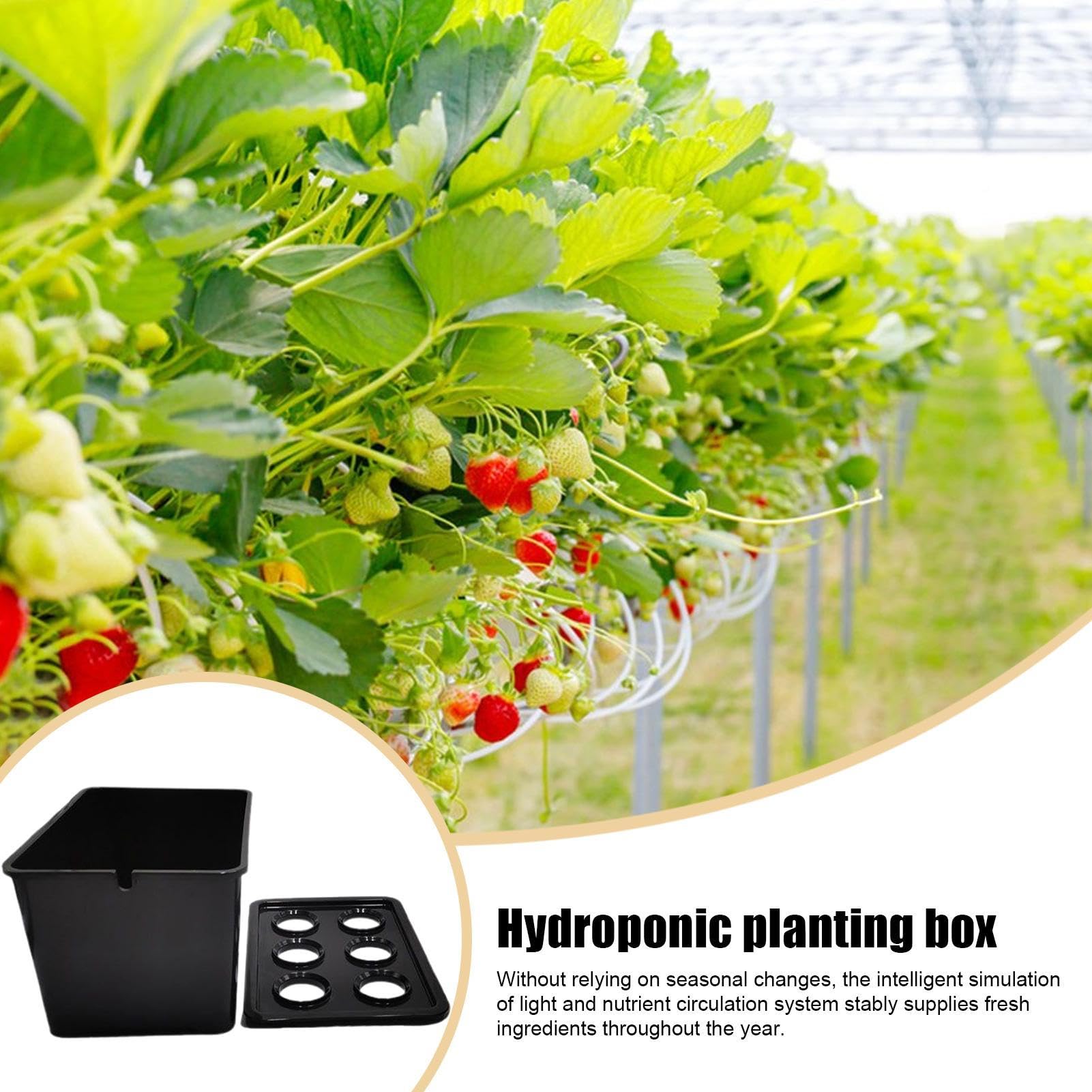Hydroponics Growing System Kit6-Holes Germination SystemSoilless Cultivation Box | for Vegetables Flowers Fruits Indoor Outdoor Garden Greenhouse Farm Backyard Windowsill Balcony product thumbnail 8