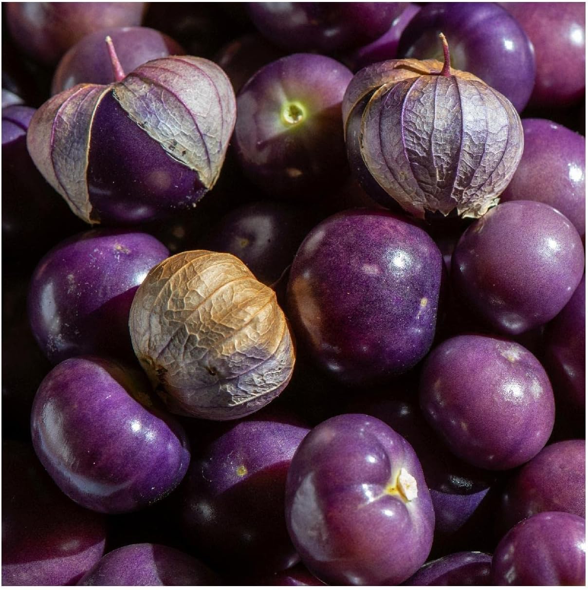 Everwilde Farms - 1 Oz Organic Purple Tomatillo Tomatillo Seeds - Gold Vault Packet