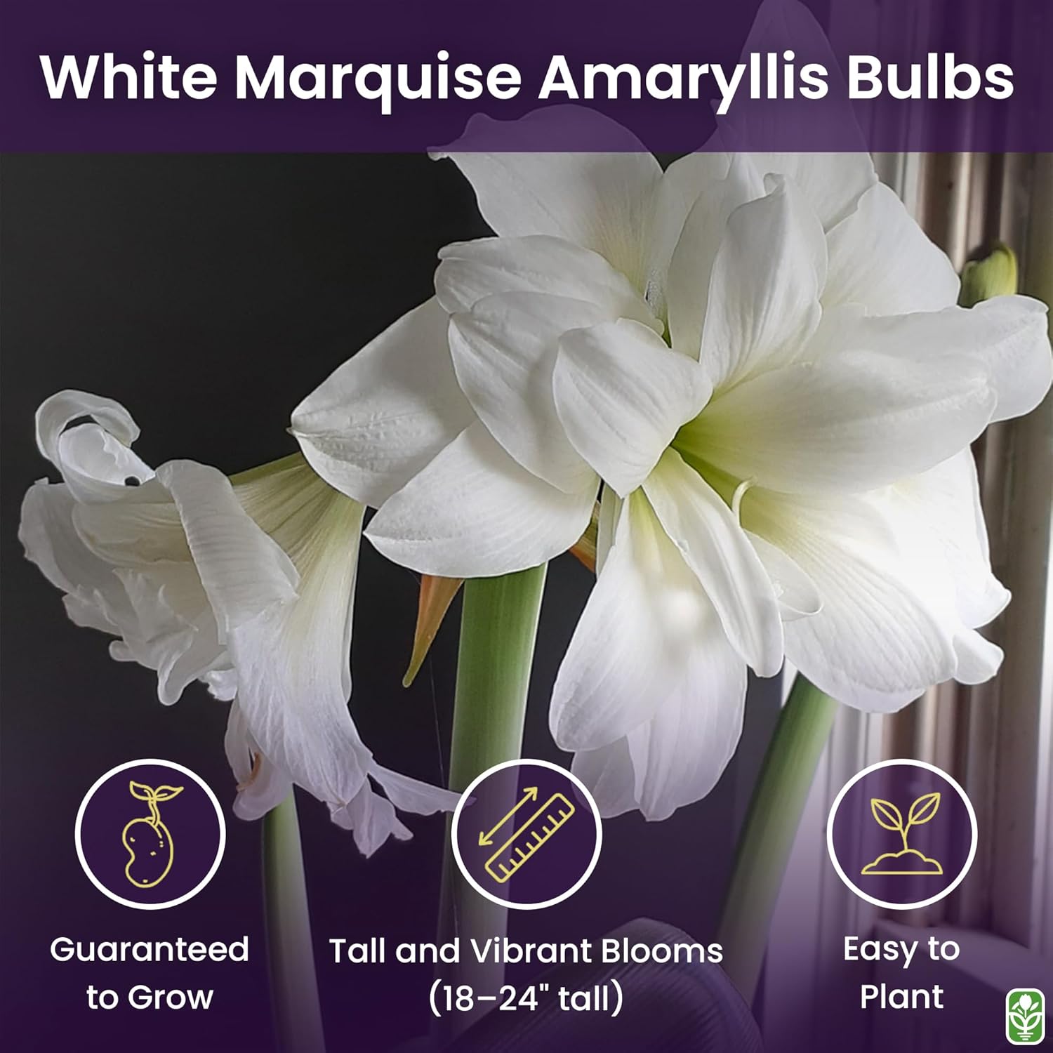 Marquise Double White Amaryllis Bulb – Large Bulb for Planting, 4-8 Blooms, 16–24" Tall – Elegant Indoor & Outdoor Plant – Ideal for Seasonal Decor – Low-Maintenance Amaryllis (Not in Wax)