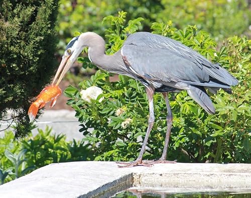 Miniatura 2 de Bird B Gone MMPOND-12 Defender Pond Fish Protector