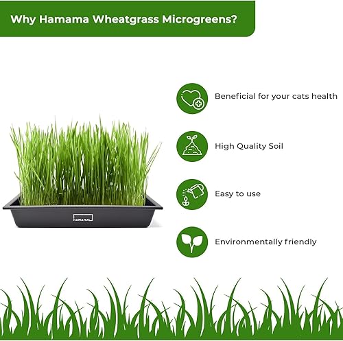 Miniatura 5 de HAMAMA Microgreens - Kit de cultivo de hierba de trigo, tapete para brotes de interior, colchas de semillas de fácil instalación, paquete de 3,