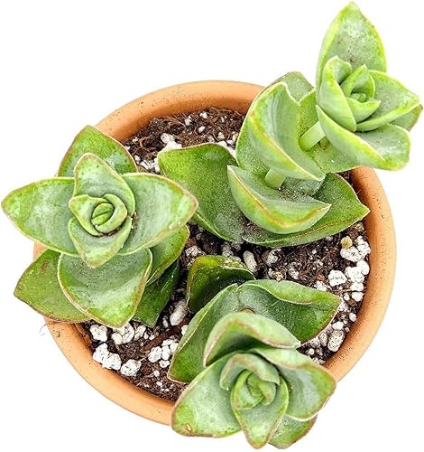 Miniatura 2 de Torres de marfil Crassula de 2 pulgadas - Plantas suculentas vivas - Suculentas vivas y saludables - Ideas únicas de regalo para suculentas -