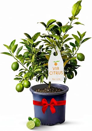 Via Citrus Key Lime Tree