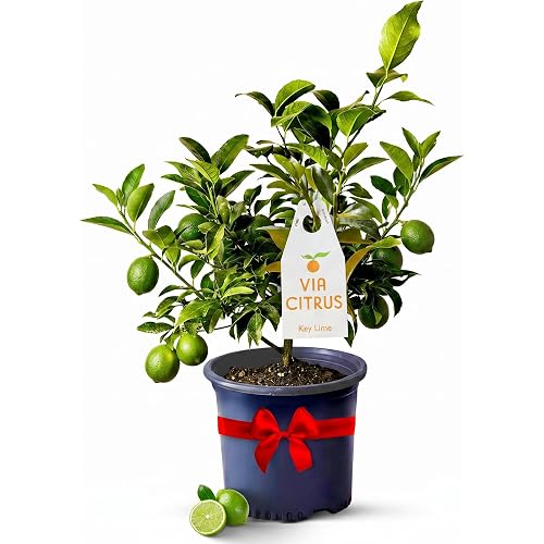 Key Lime Tree Live Plant 13-22" Tall, 1 Gallon Pot by Via Citrus | Florida Grown Indoor Lime Tree Outdoor Citrus Fruit Tree Compact Size Home Garden Plant Cannot Ship CA AL AZ TX LA