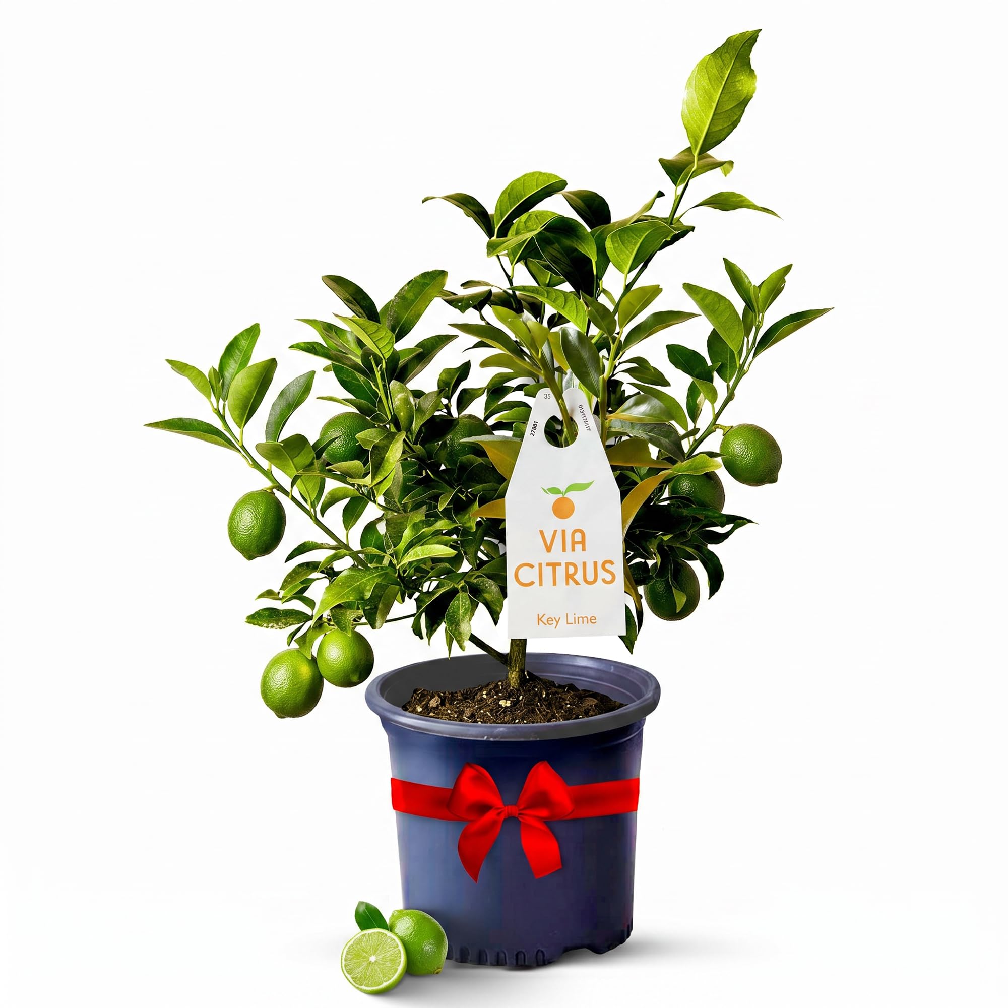 Via Citrus Key Lime Tree
