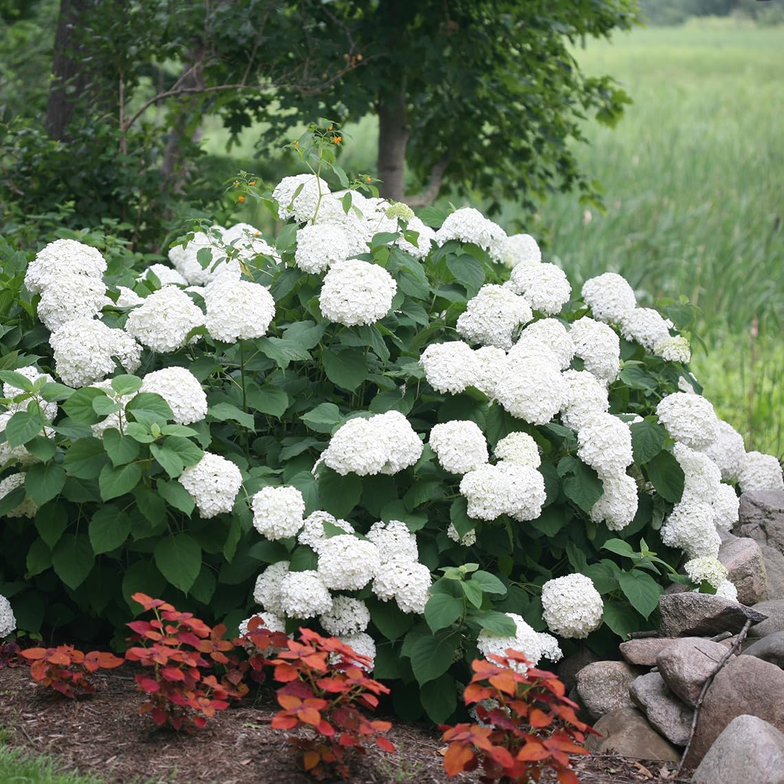 PW INCREDIBALL® Hydrangea - Smooth | Hydrangea arborescens 'Abetwo'