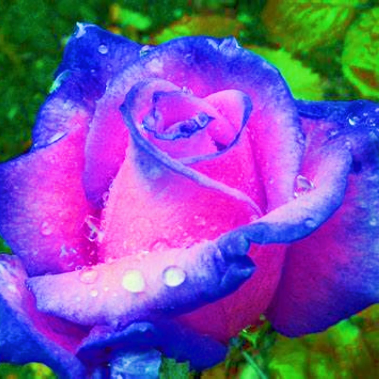 Rose Plant Bloom Year After Year Hardy Perennial/Plant Bulbs/Wedding Flowers-2bulbs-h