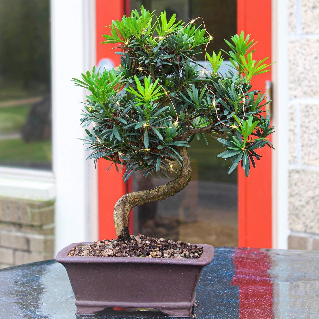 Dwarf Podocarpus with Lights