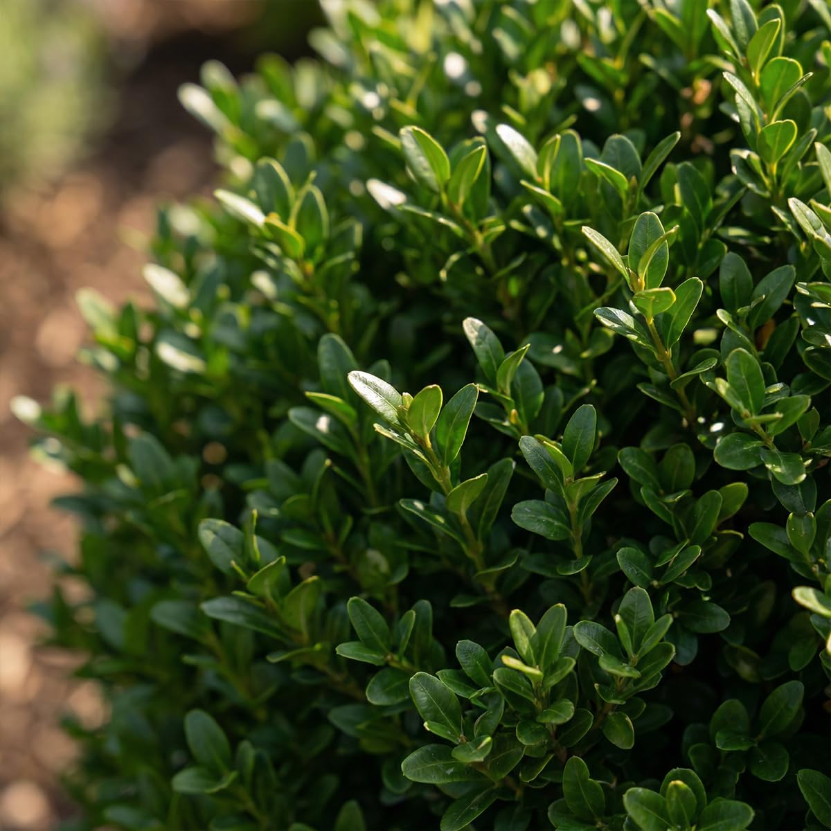 Bloomique - Set di 3 - Ilex Crenata Jenny - Agrifoglio giapponese - Gaultheria - Resistente - Piante da balcone - Altezza 10-20 cm - Vaso 10 cm