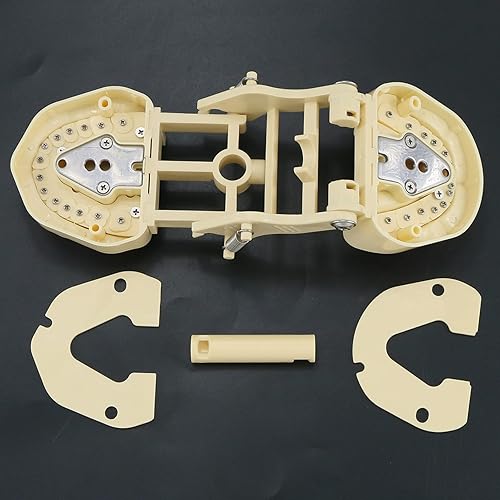 Miniatura 8 de Práctica Dental Estándar 28 Unids Desprendible Enroscado Dientes Modelo Demo M8013 Relleno Ajuste Frasaco ANA-4 Tipo Typodont Gingivae Suave