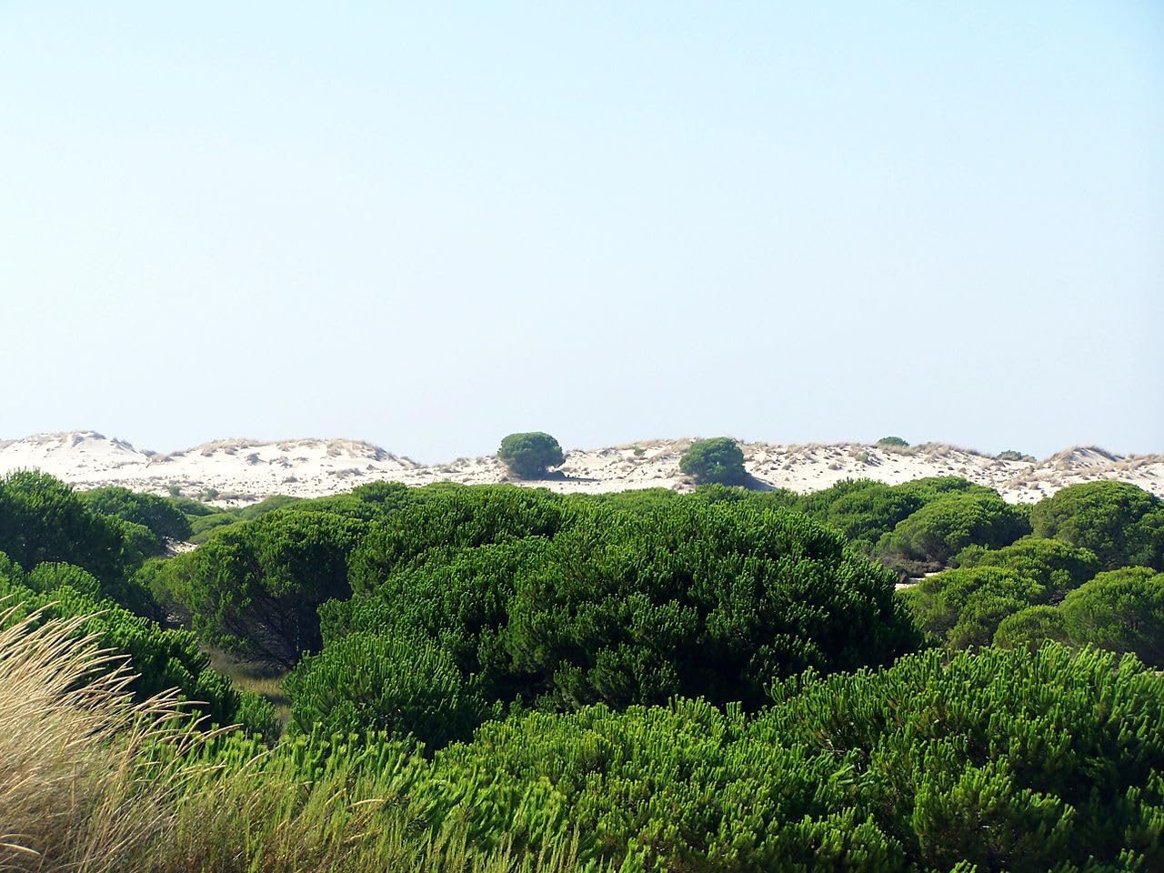 Graines de Pin Parasol (Pinus Pinea) - Conifère Méditerranéen - Pignons Comestibles