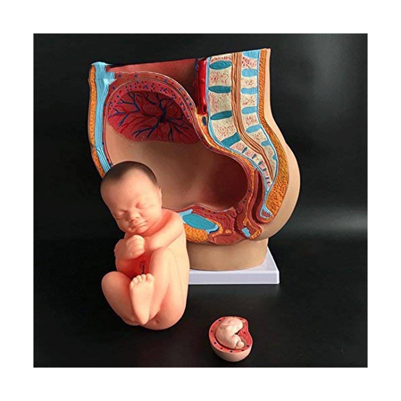 GTHTUHFD Female Organ Model Medical Pregnant Human Female Pelvis, Life Size With Removable Organs Life Size With Removable Organs Anatomy Model
