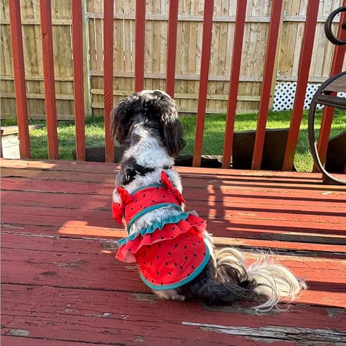 Traje de baño bikini divertido para perro pequeño, ropa de verano miniatura 2