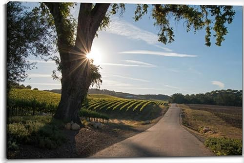 Árbol de roble del valle de California, rayos de sol temprano en la mañana, vino de Paso Robles, lienzo para decoración de pared, cuadros para