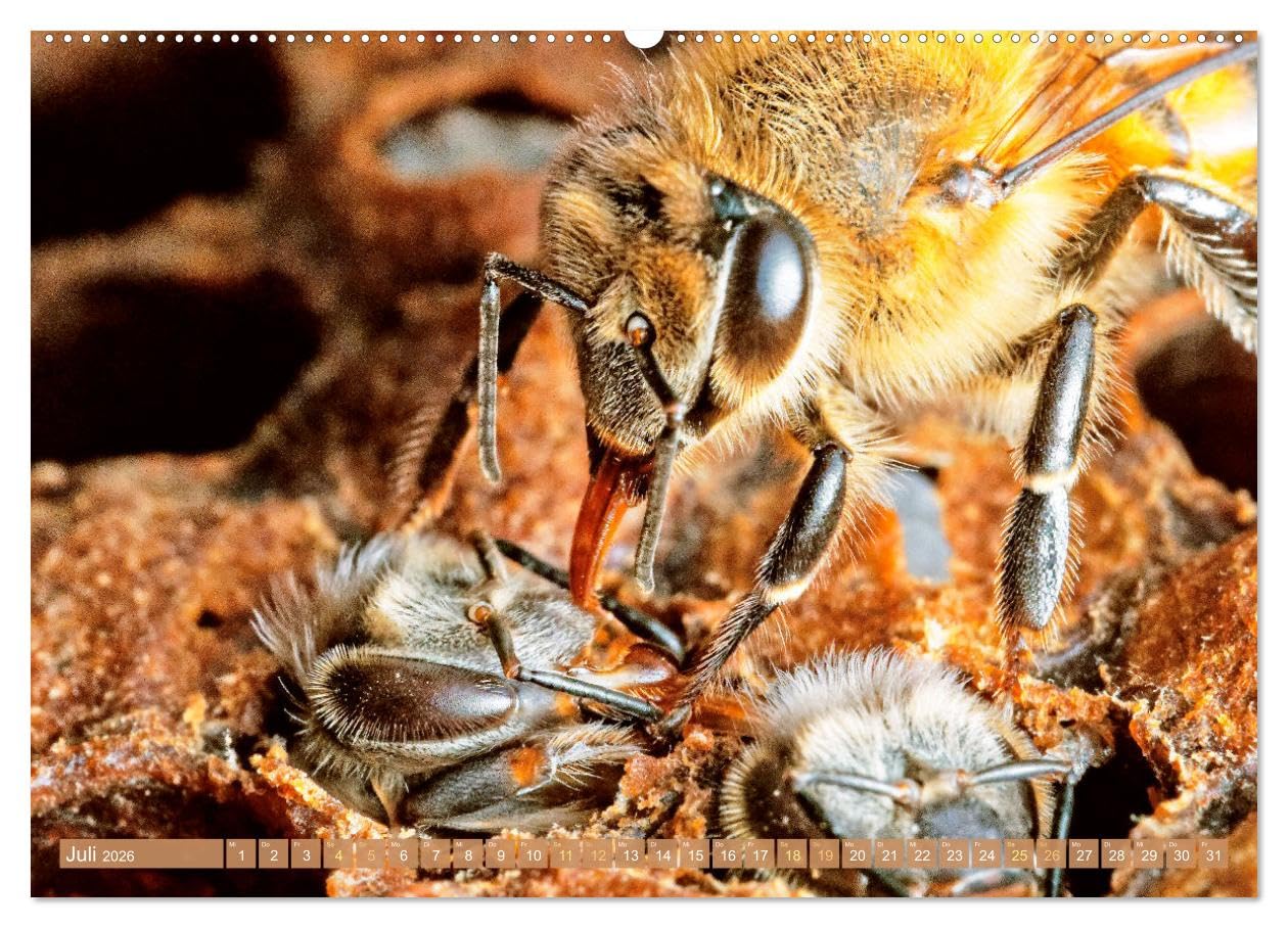 Der Imker: Leidenschaft für die Bienen (hochwertiger Premium Wandkalender 2026 DIN A2 quer), Kunstdruck in Hochglanz: Die fleißigen Bienen: Blumes Liebling im Garten (CALVENDO Tiere)