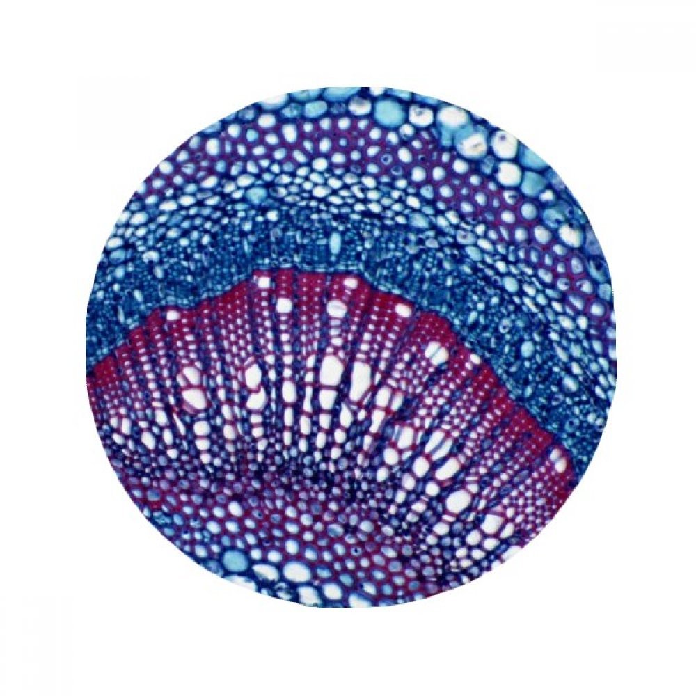 Tapis de sol rond anti-dérapant 80cm au motif de science cellulaire
