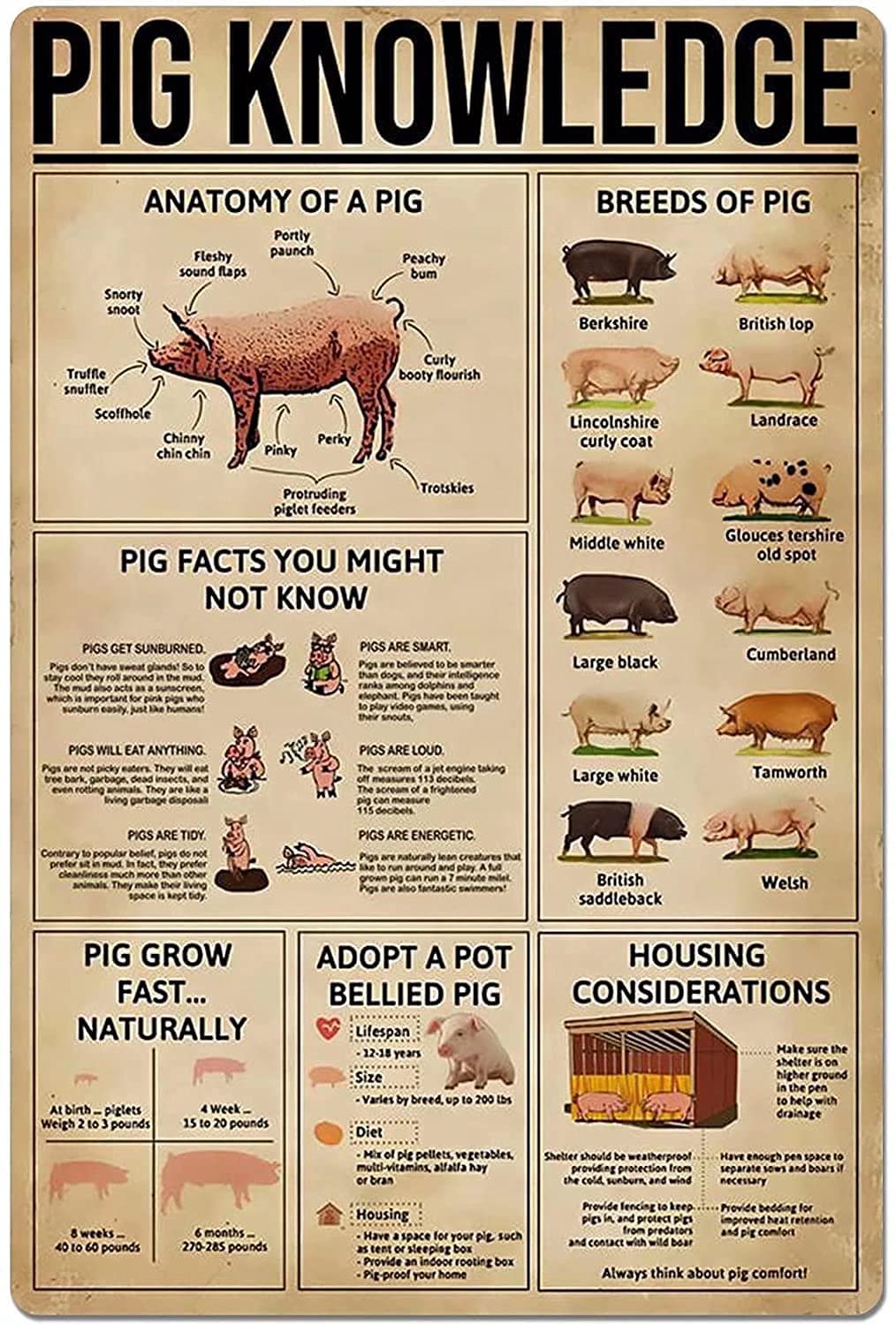 Pig Knowledge Metal Signs, Fun Poster For Bar Kitchen Cafe Farmhouse Wall Decor 8x12inch