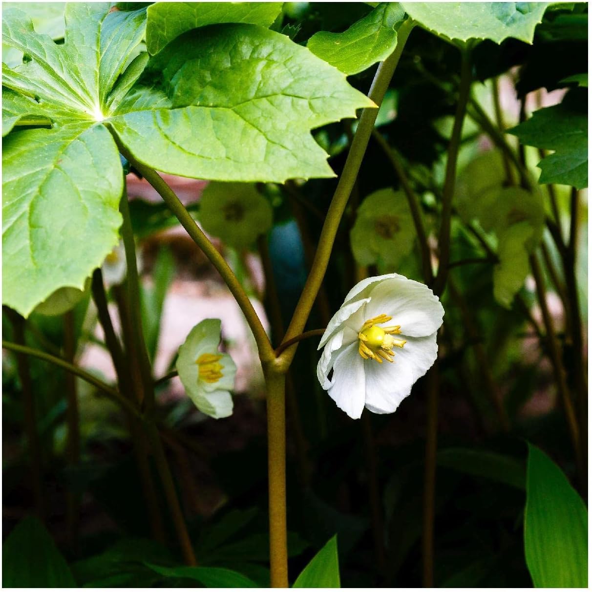 Everwilde Farms - 1 Oz May Apple Native Wildflower Seeds - Gold Vault