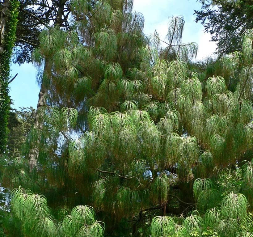 Pinus pseudostrobus (Smooth-bark Mexican Pine) Tree Seed, glaucous-Green Needles, Ovoid Brown Cones, You Choose The Quantity (5 Packs)