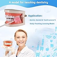 Vista 4 de Modelo de dientes dentales, modelo de dientes estándar, demostración de modelo de boca de dentadura para niños, suministros de estudio de enseñanza