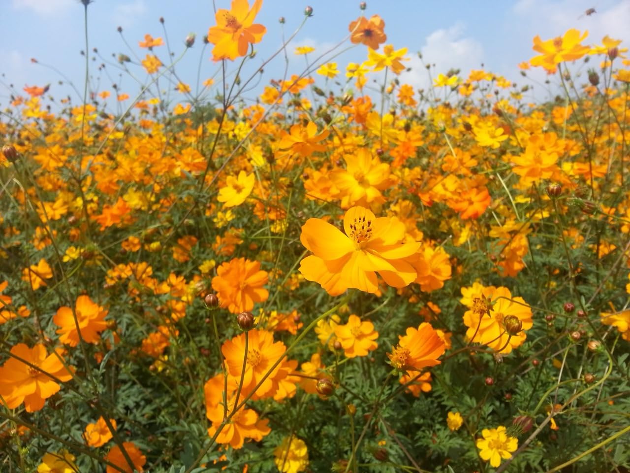 Schmuckkörbchen, Cosmea Mix - in Rot & Orange (Cosmos bipinnatus & Cosmos sulphureas). Bienenweide, die Blüten sind essbar! (20.000 Samen = 128,0g)