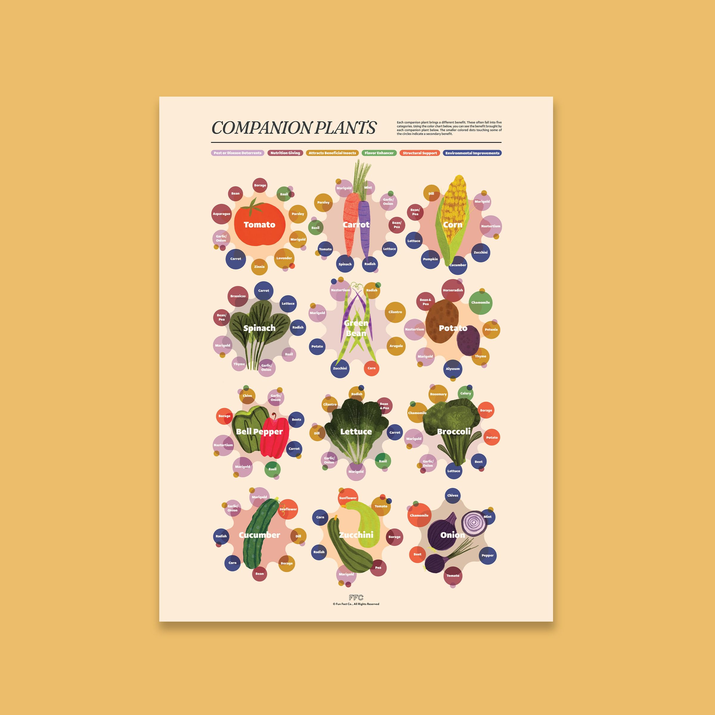 Amazon.com: Fun Fact Co. Companion Planting Infographic Art Print