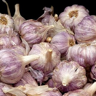 Hardneck Garlic Bulbs for Planting - 4 Purple Italian Hardneck Garlic Bulbs- Can Grow in Pot, Vegetable Seeds for Planting