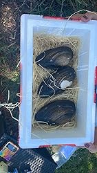 NatureHolic Teichmuschel Set I Wunderwaffe gegen Schwebe Algen im