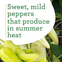 Vista 4 de Bonnie Plants Pimienta dulce de plátano Paquete de 4 plantas vivas, tamaño de fruta de 6 pulgadas, ideal para freír y encurtir