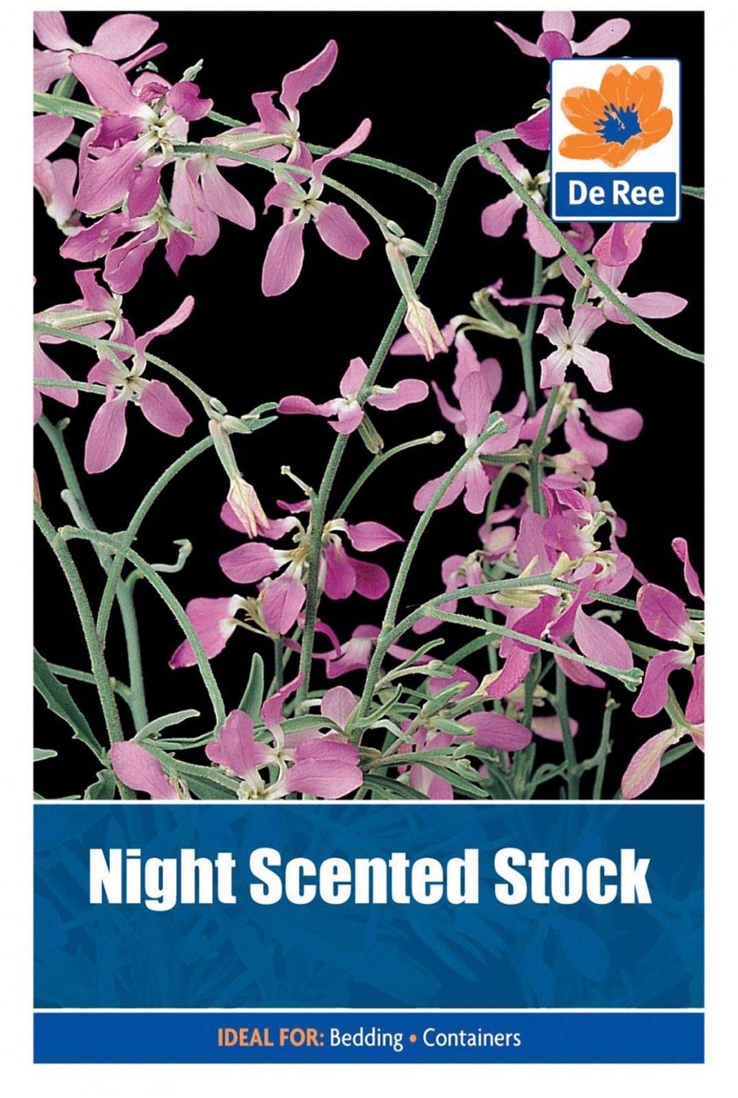 CROSO SEEDS PACAKGE ONLY NOT PLANTS: De Ree Night Scented Stock - Flower Seeds