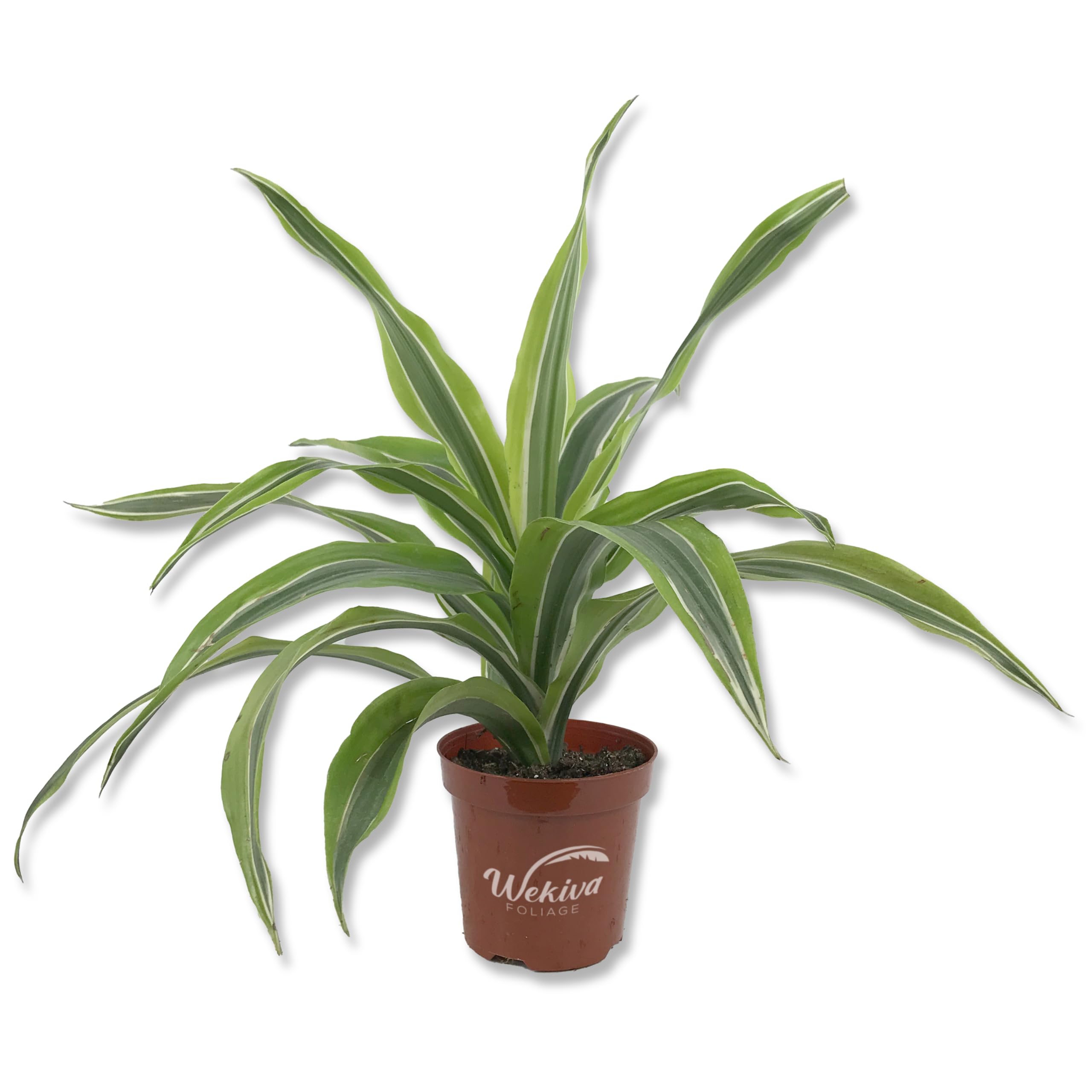 Amazon.com : Dracaena Lemon Lime - Live Plant in a 4 Inch Growers Pot - Dracaena  Warneckii Lemon Lime - Beautiful Indoor Air Purifying Houseplant : Patio,  Lawn & Garden