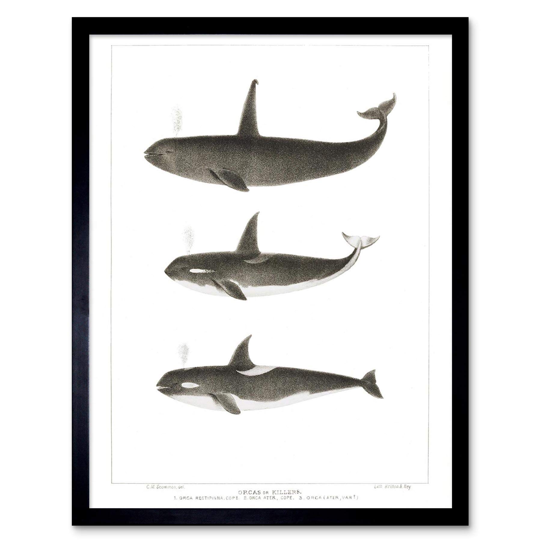 Wee Blue Coo Orca Killer Whales Art Print Framed Poster Wall Decor 12X16 Inch