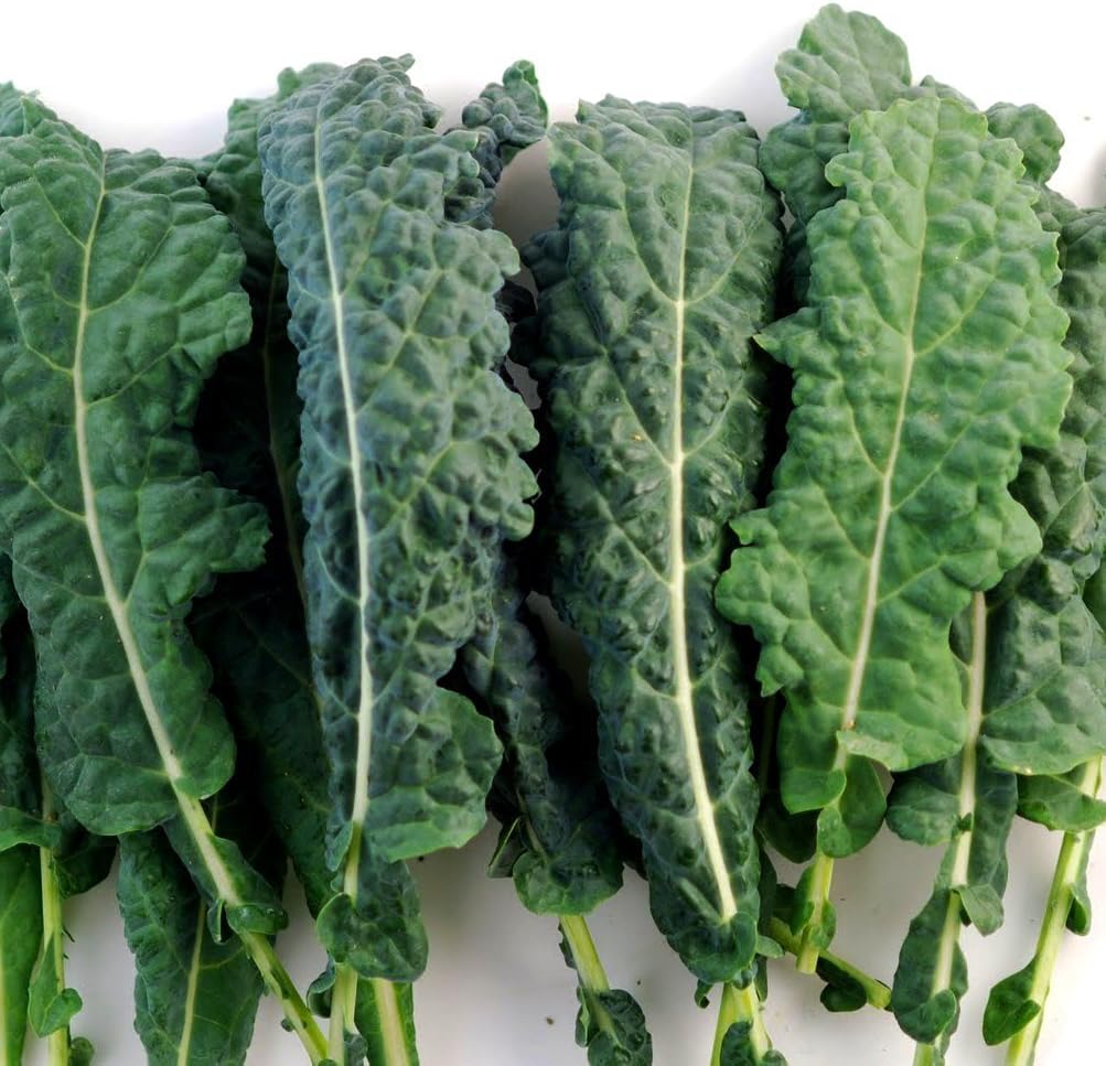 Kale Lacinato (AKA Dinosaur or Tuscan) Great Heirloom Vegetable 1 Lb Seeds