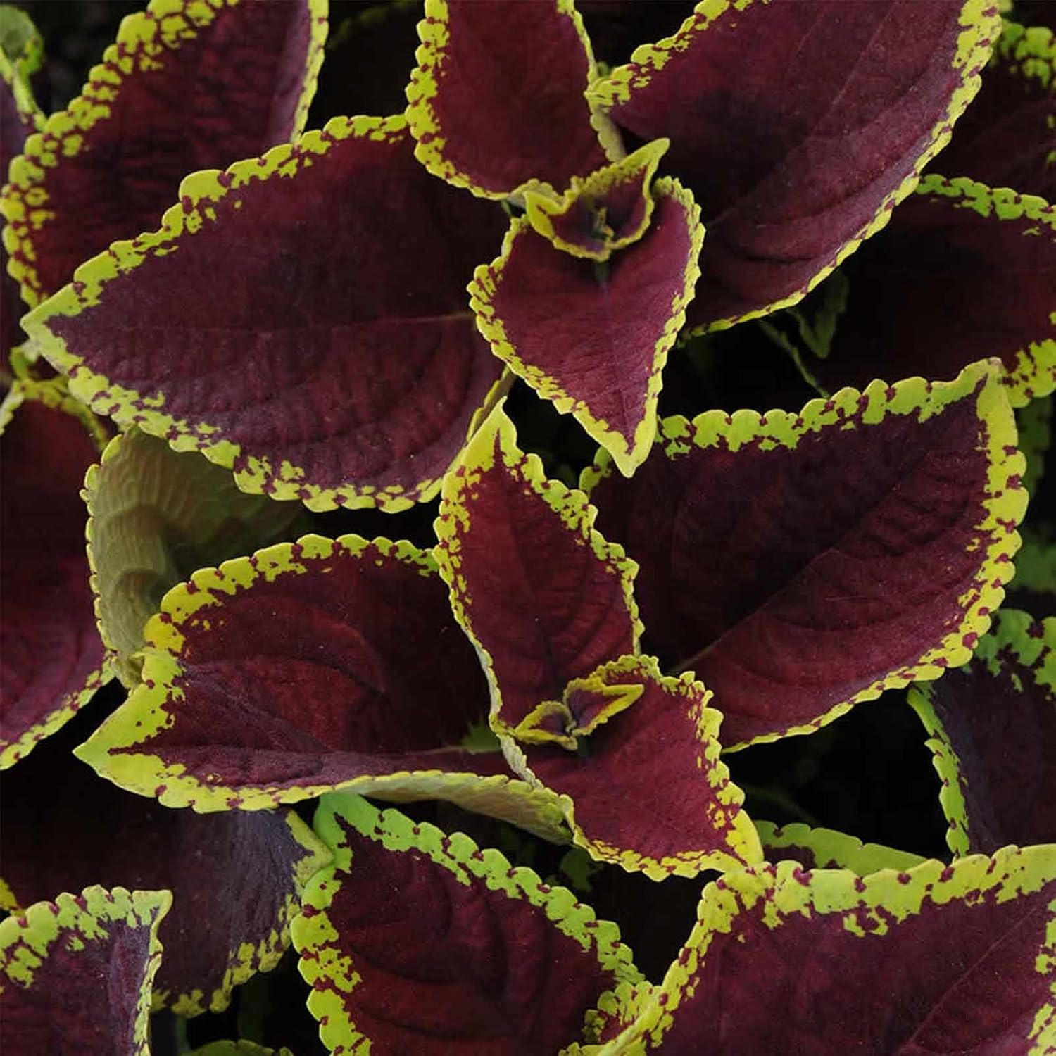 Kong Series Coleus Seeds - Red - 100 Seeds - Ornamental & Decorative House & Garden Plant Seeds by Mountain Valley