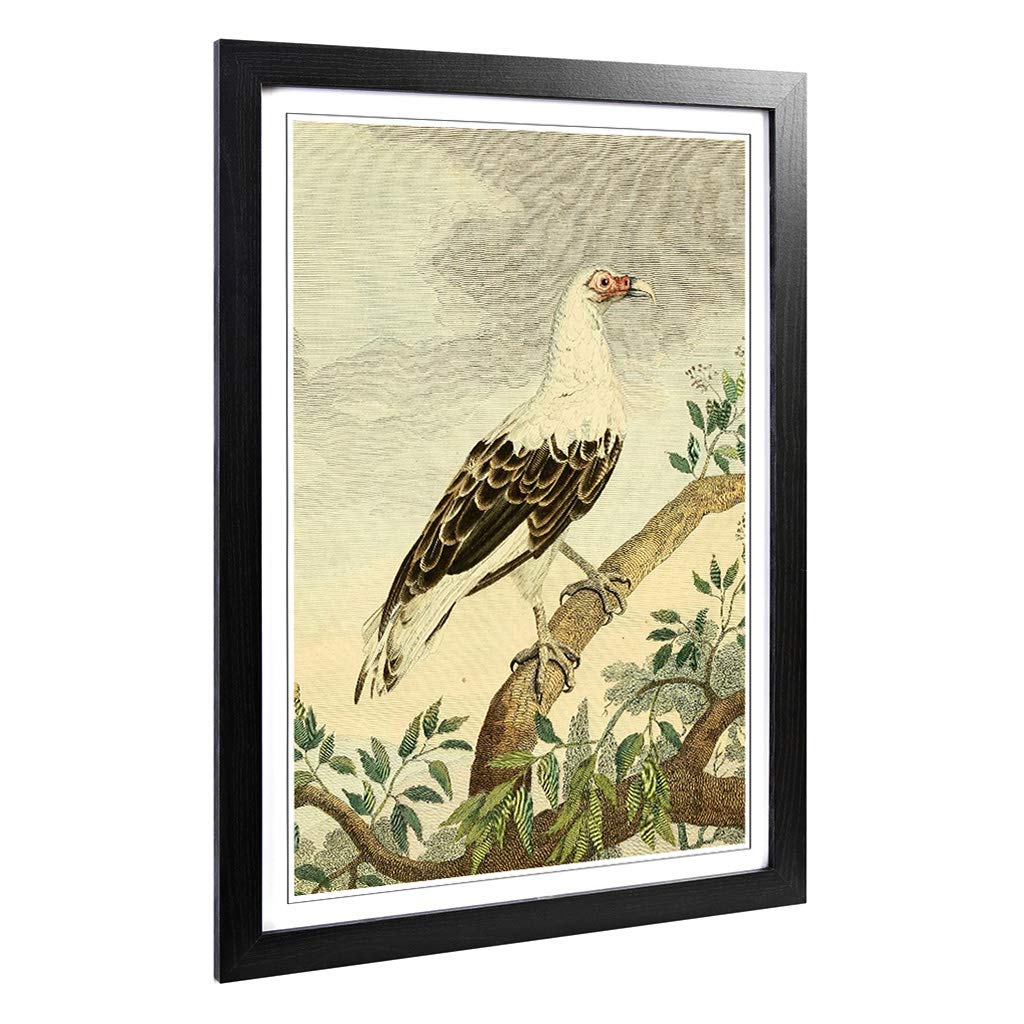 Big Box Art Framed Print of Vintage Charles R Ryley Angola Vulture Design | Wall Art Picture | Home Decor for Kitchen, Living Room, Bedroom, Hallway, Black, A2 / 24.5x18 Inch / 62x45cm